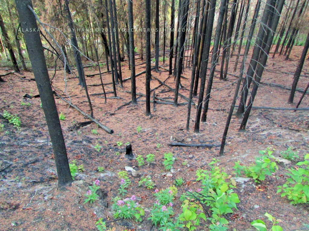 new green leaves in burnt forest